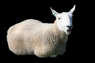 sheep